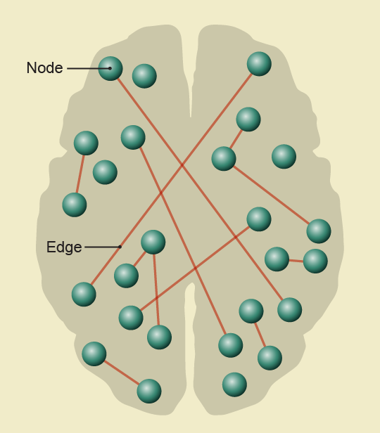 Dorsal brain cross-section shape is dotted with spheres, or nodes. Many are connected to other nodes with lines, or edges.
