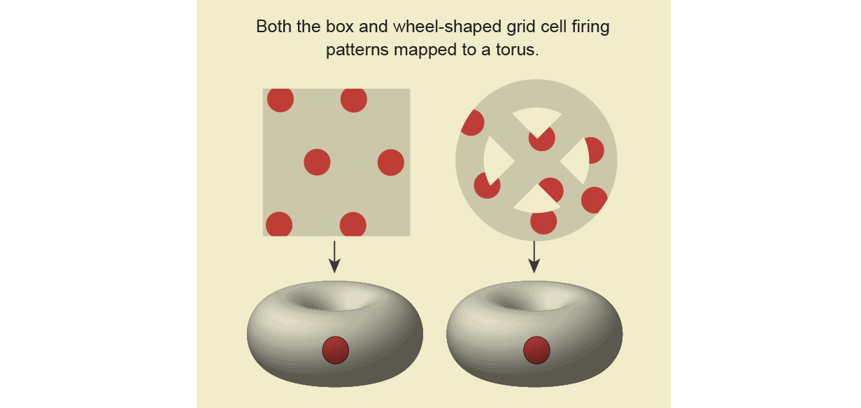 Same square and wheel patterns as previous graphic. Evoking earlier parallelogram example, both map to a torus with 1 dot.