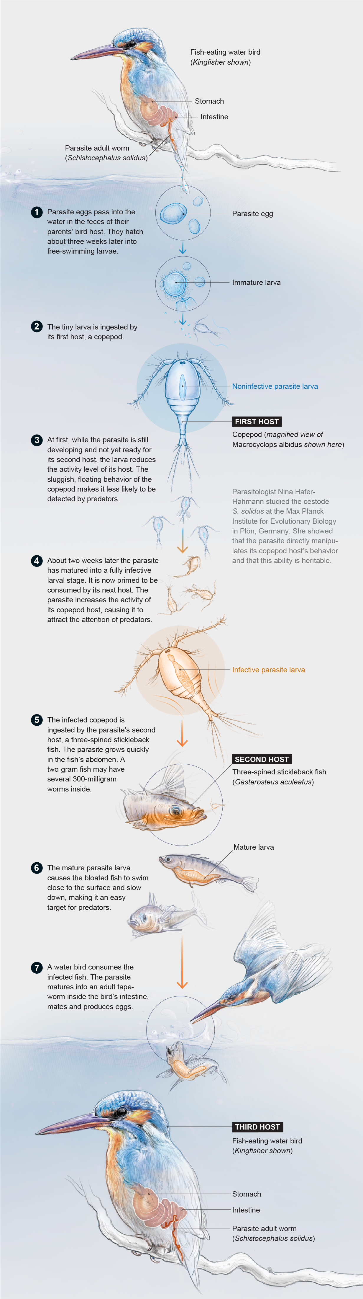 Life-cycle drawing follows the parasitic cestode Schistocephalus solidus through three hosts: a copepod, a fish and a bird.