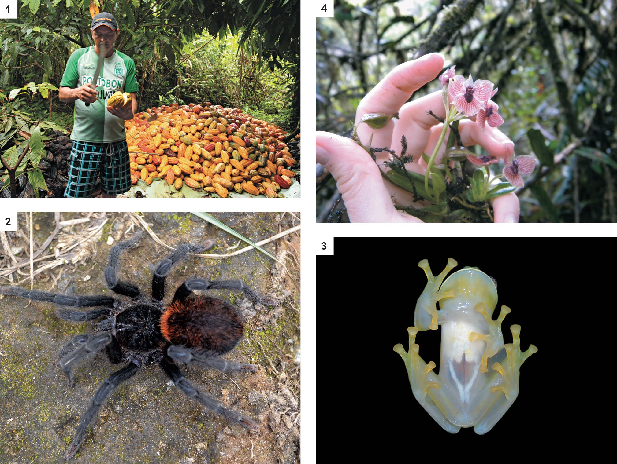 Four new spider species found in Colombia's biodiversity hotspot