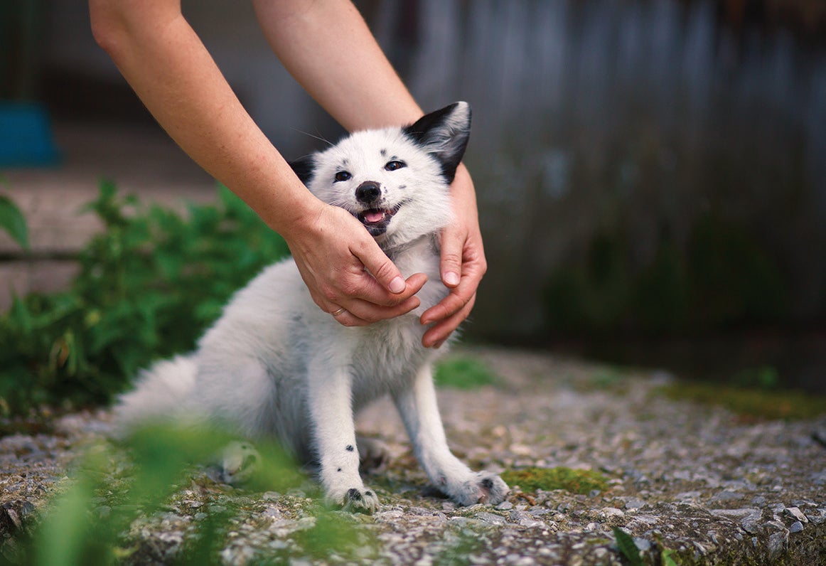 did dogs evolve from foxes