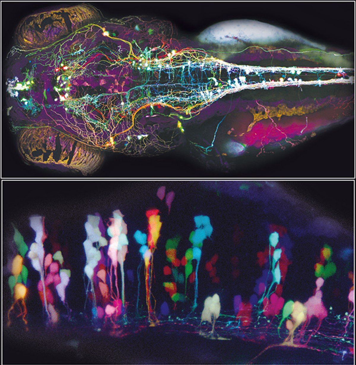 Brainbow The Brainbow Connection: Viewing Nerve Cells in Living Color ...