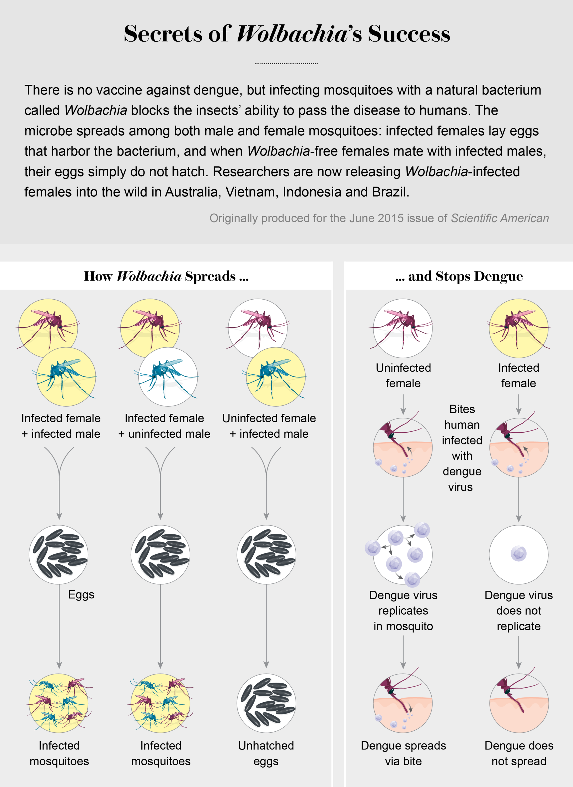 How a Tiny Bacterium Called Wolbachia Could Defeat Dengue - Scientific ...