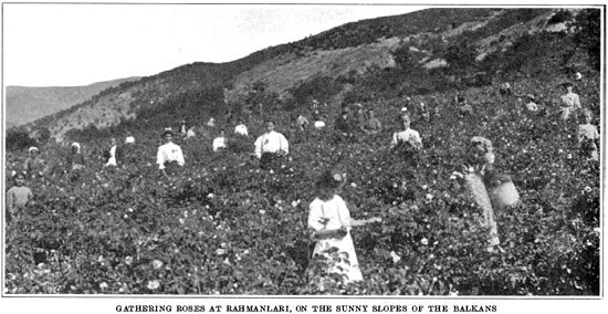 Gatherin roses in Bulgaria