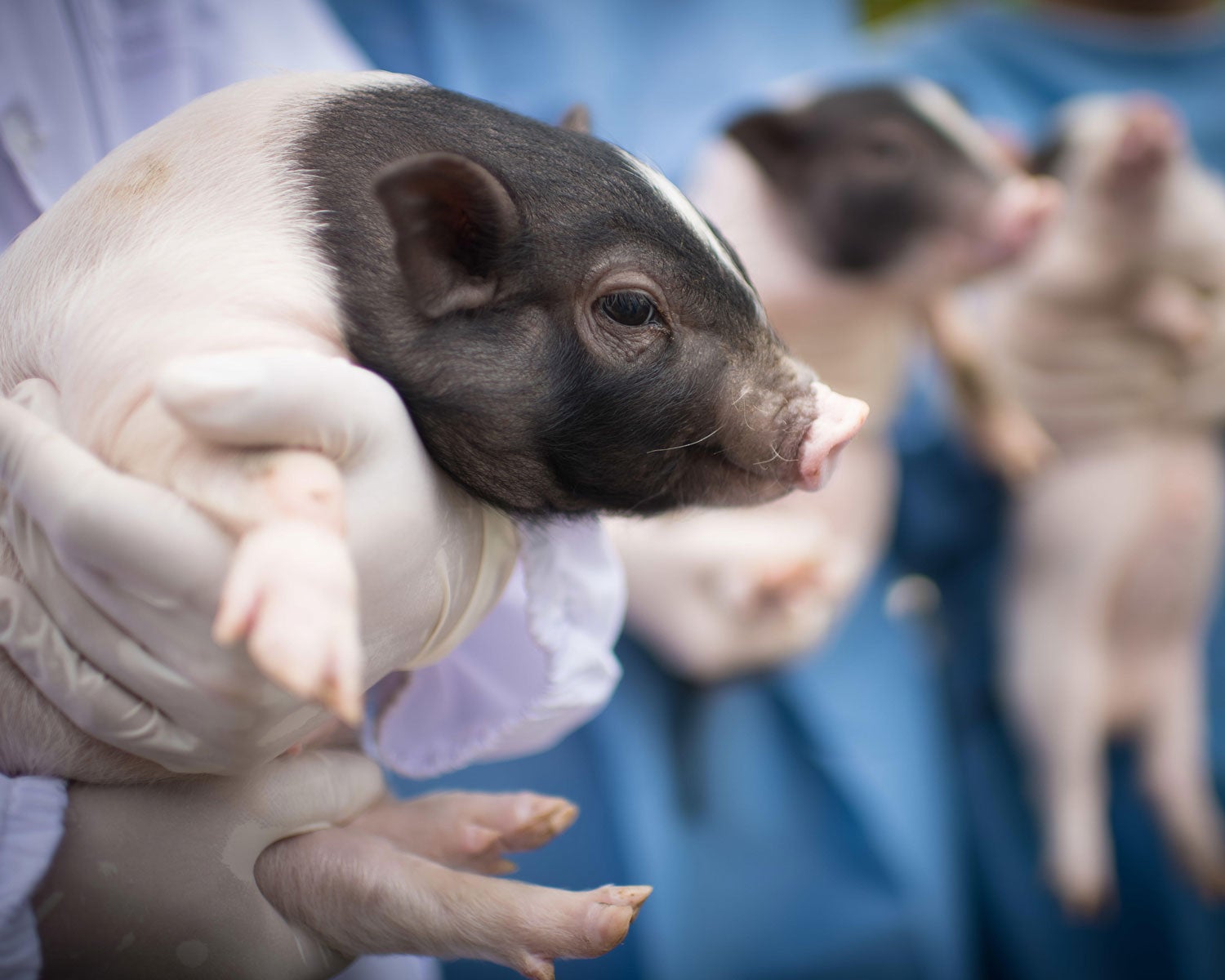 genetically engineered pigs