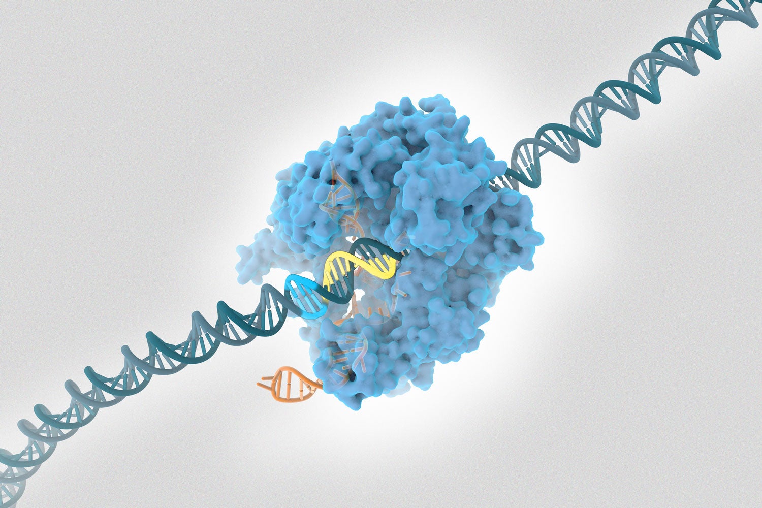 graphic showing how CRISPR technology works