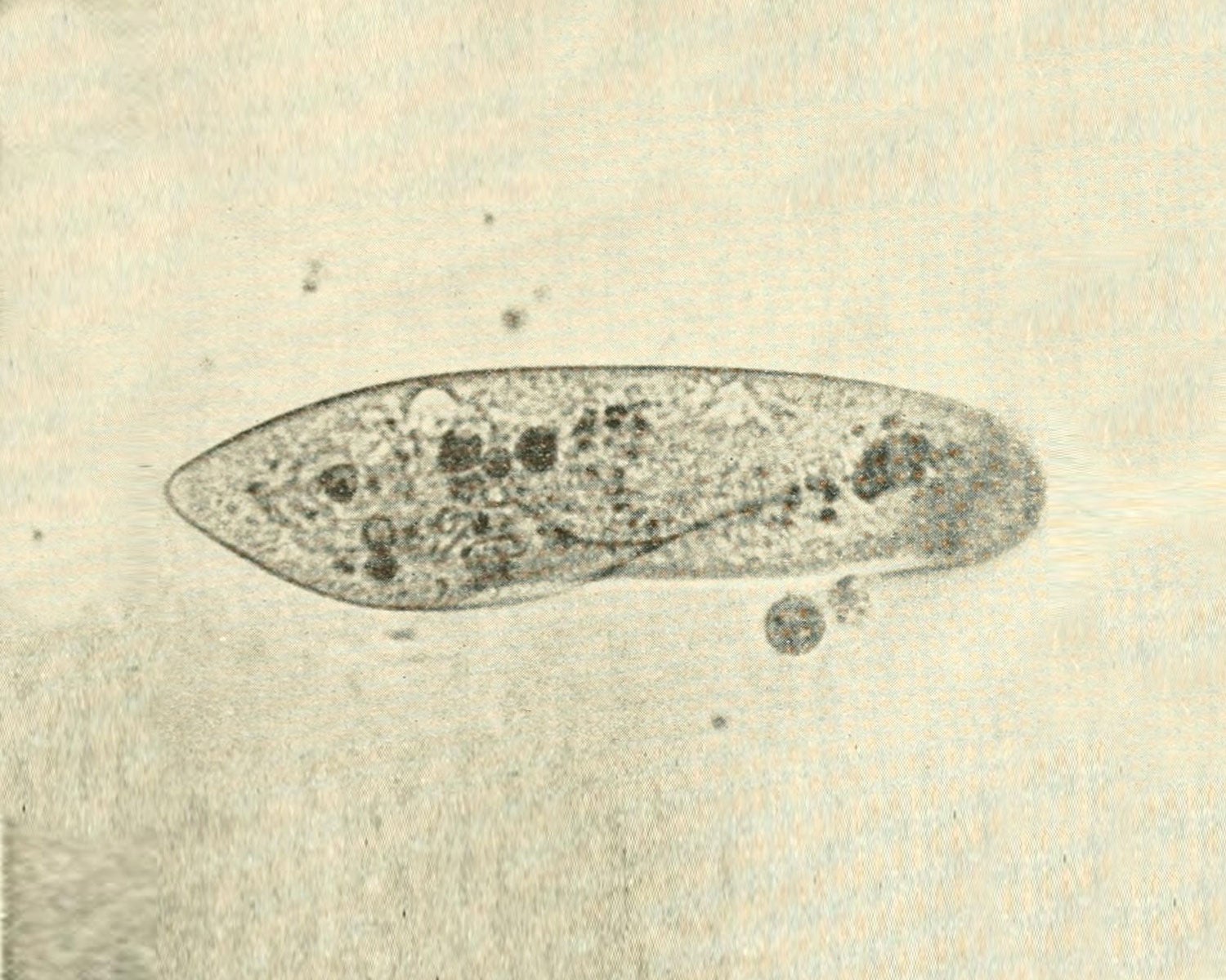 Living Paramecium photographed through a microscope. The outline is blurred by the movement of the cilia