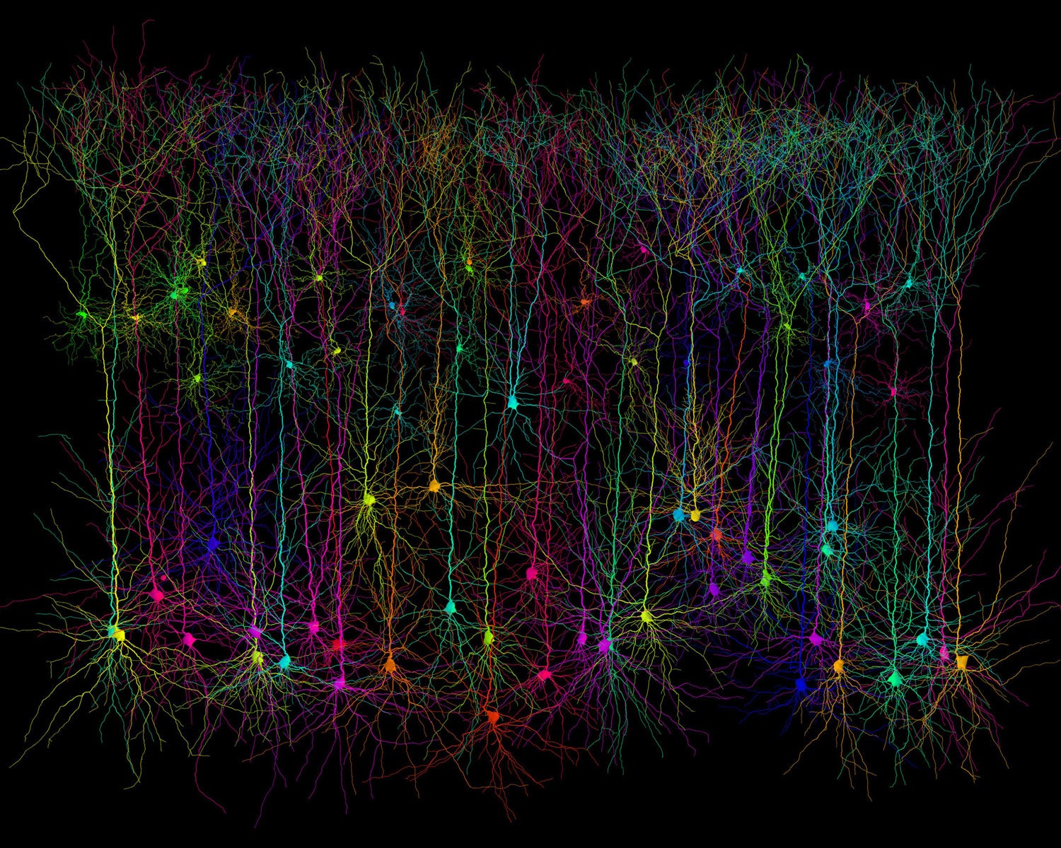 Computer simulated pyramidal neurons