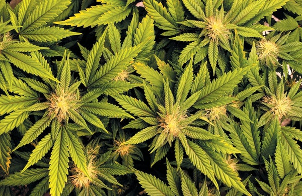 Image of marijuana leaves.