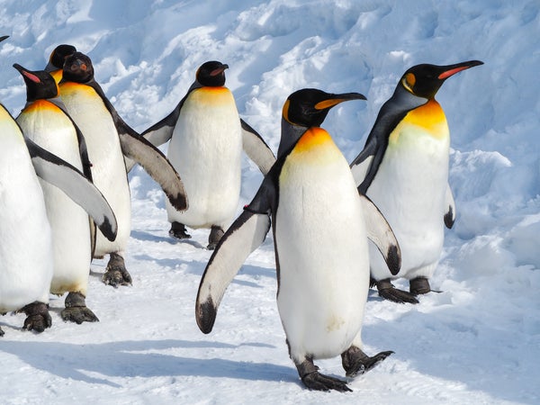 Emperor penguin leading group of penguins, walking on snow