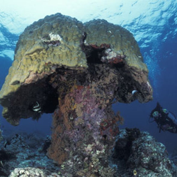 Ocean Acidification Hits Great Barrier Reef