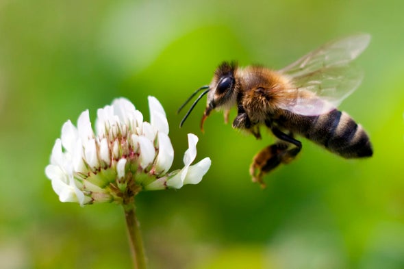 Solar Eclipse Was a Buzzkill for Bees