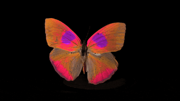 Gif of spinning brightly colored butterfly with purple and magenta highlights