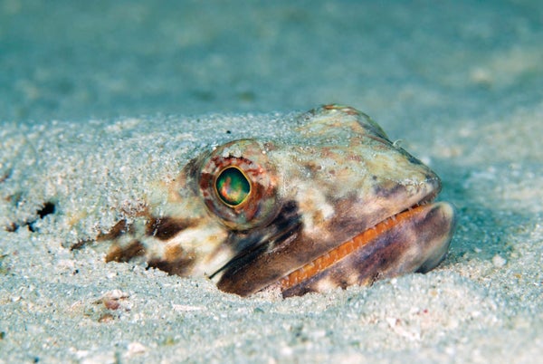 Face of a fish emerging from the sand.