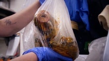 Researchers Make Nightmarish 'Coffee' with Invasive Sea Lampreys--Happy Halloween