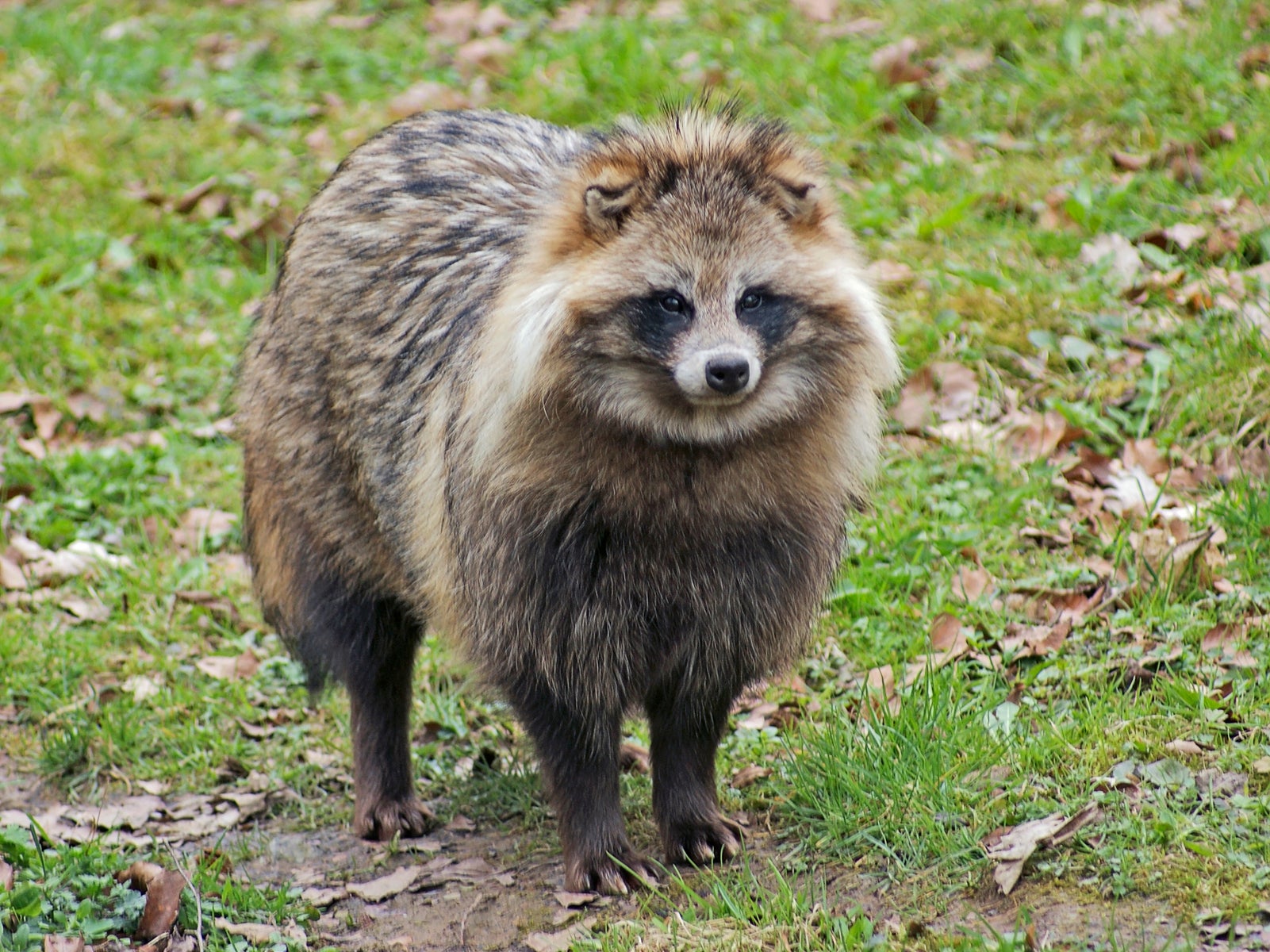 raccoons as pets