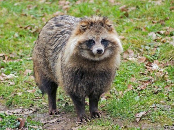Raccoon dog standing on green grass