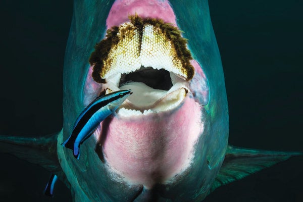 A head-on view of a pink and green fish with a smaller wrasse fish on the edge of its mouth.