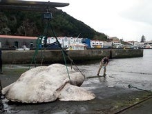 Heaviest Bony Fish Ever Measured Is a Wheel-Shaped Behemoth