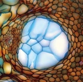 ALOIN CELLS: