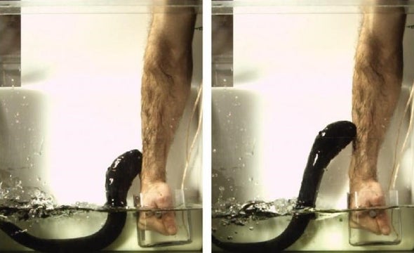 Electric Eels Increase Shock by Leaving Water