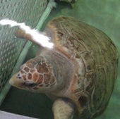 TURTLES, TOO: