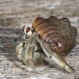 Intimate Hermit Crab Keeps Shell On