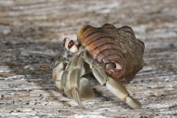 Intimate Hermit Crab Keeps Shell On