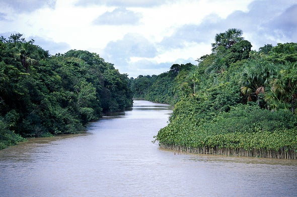 Massive Survey Creates Amazon Tree Census