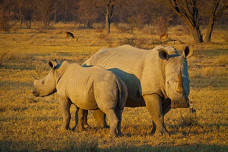 grown rhino and its young