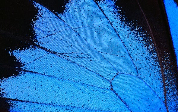A Butterfly's Brilliant Blue Wings Lead to Less Toxic Paint