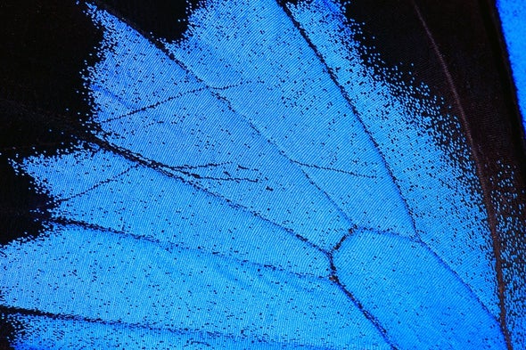 A Butterfly's Brilliant Blue Wings Lead to Less Toxic Paint