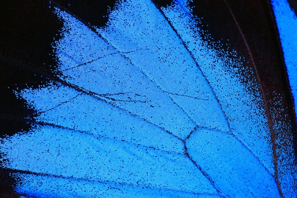 A Butterfly's Brilliant Blue Wings Lead to Less Toxic Paint