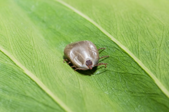 Tick Discovery Highlights How Few Answers We Have about These Pests in the U.S.