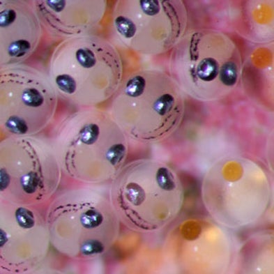 Slide Show: Life on the Reef at Palmyra Atoll