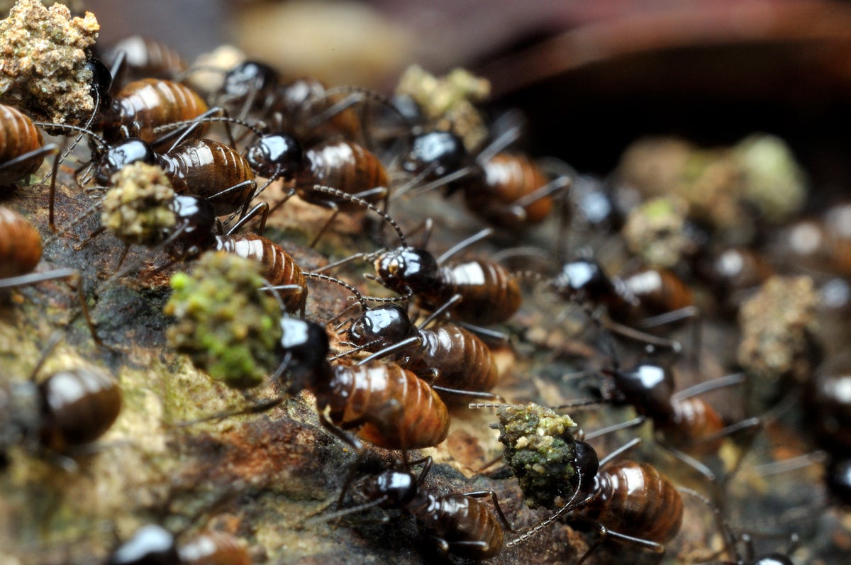 Loss of Large Mammals Stamps Out Invertebrates, Too | Scientific American