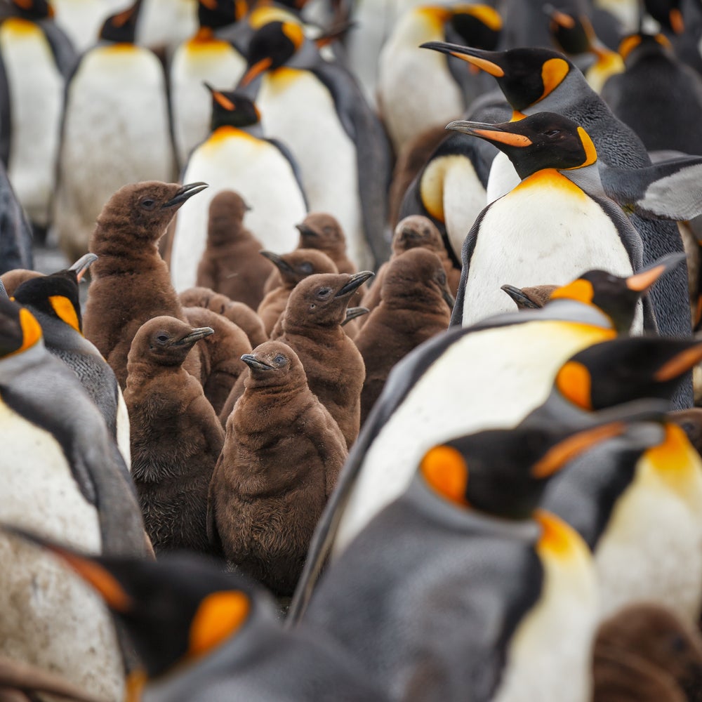 Antarctica's Penguins Could Be Devastated by Avian Influenza | Scientific  American, image size:1000x1000