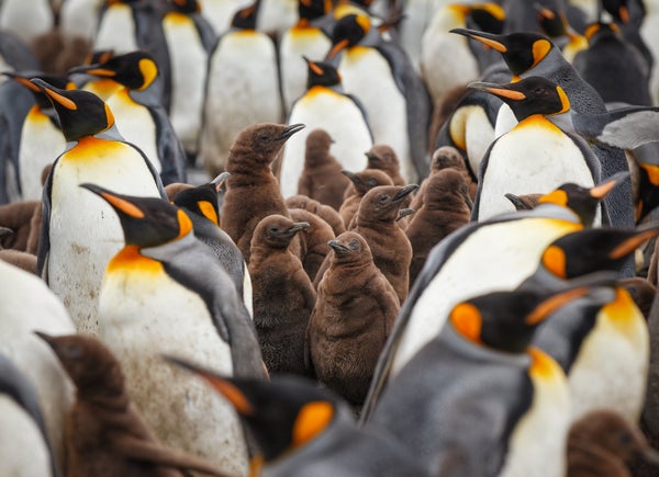 King penguin chicks form a crèche for protection while their parents are away feeding