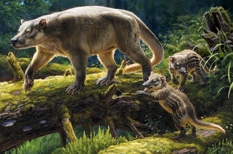 Early placental mammal Ectoconus gave birth to live, well-developed young