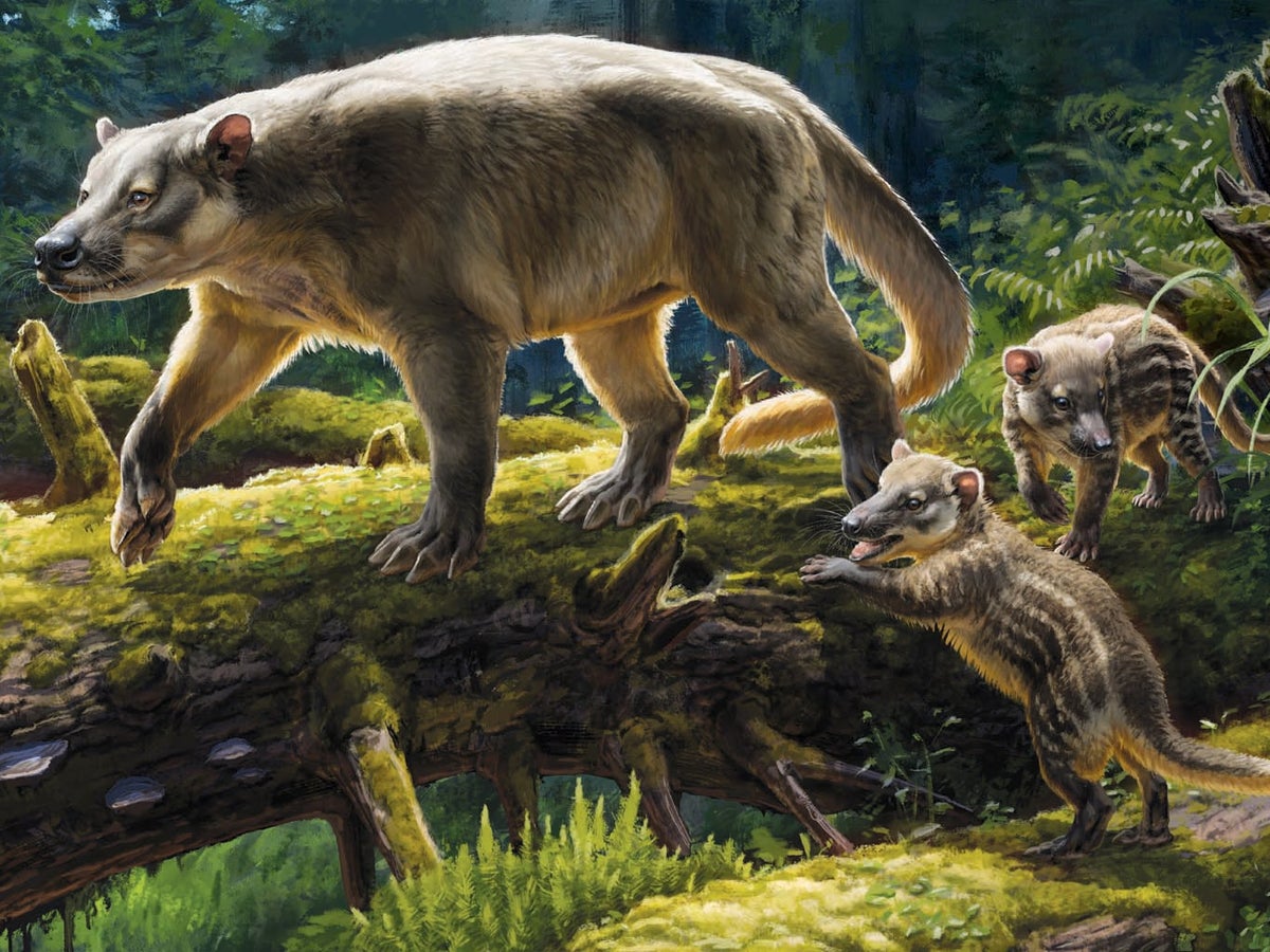 How Mammals Conquered the World after the Asteroid Apocalypse | Scientific  American