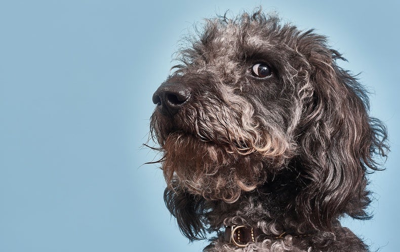 Why Your Dog Might Think You’re a Bonehead