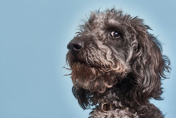 A dark, gray, curly-haired dog looks toward the camera
