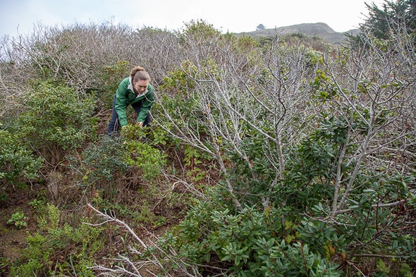 Invisible Killers Hitchhike on Native Plant Seedlings