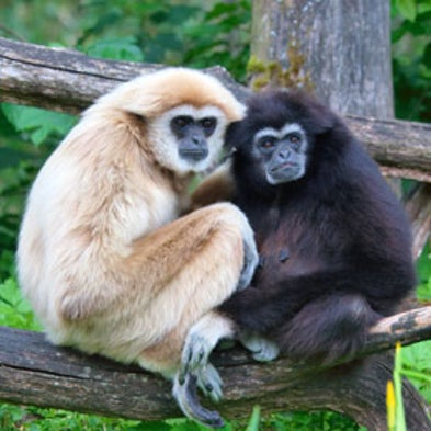 Love for Life? 12 Animals That Are (Mostly) Monogamous [Slide Show] -  Scientific American