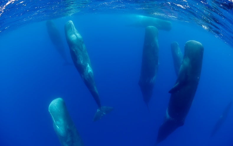 [B!] How do Whales and Dolphins Sleep Without Drowning?