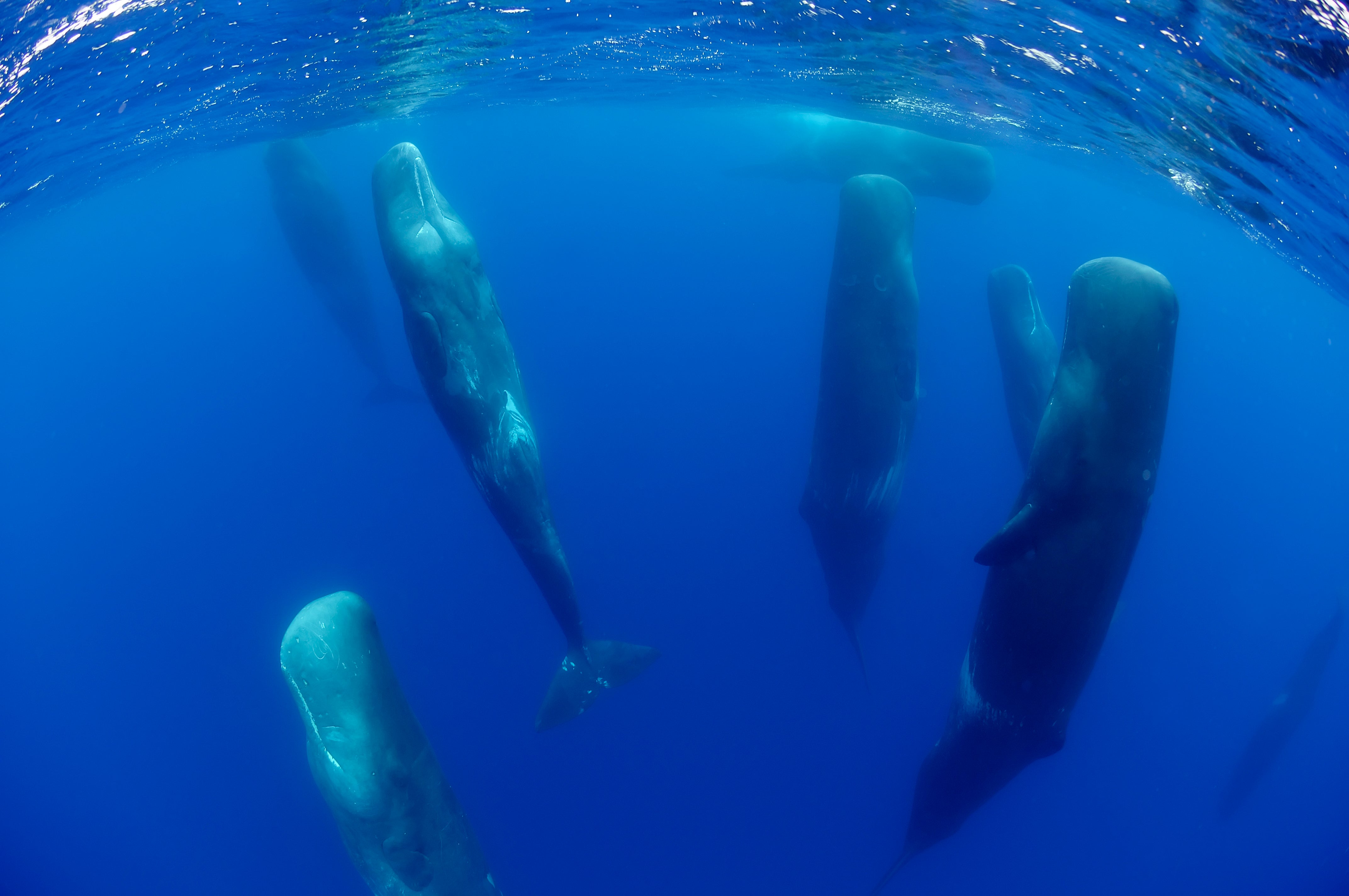 What time of day do dolphins sleep?