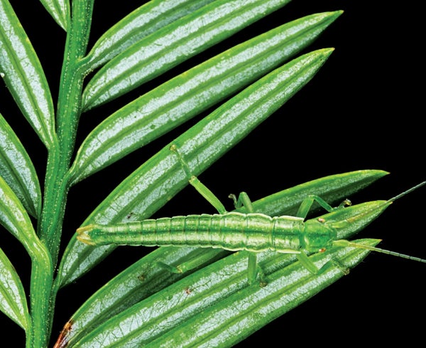 A green insect on green leaf, shown against a back background.