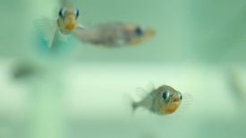Shy Fish Prefer Like-Minded Leaders