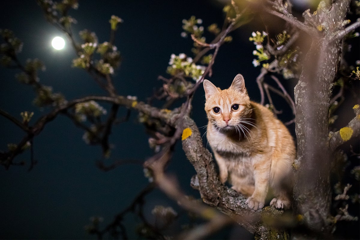 Cats classified as 'invasive alien species' by scientific