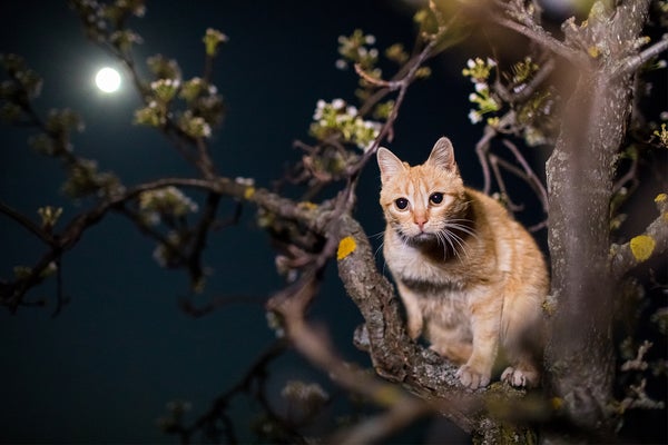 Orange Cat looking for prey from tree during night